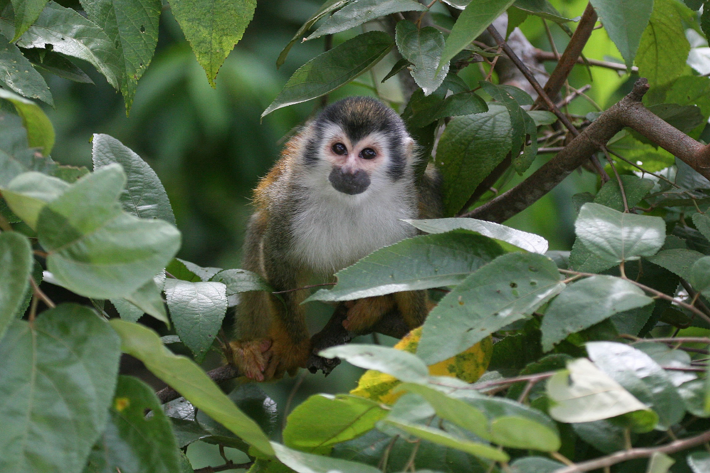 Costa Rica Wildlife Tour: Well off the Beaten Track