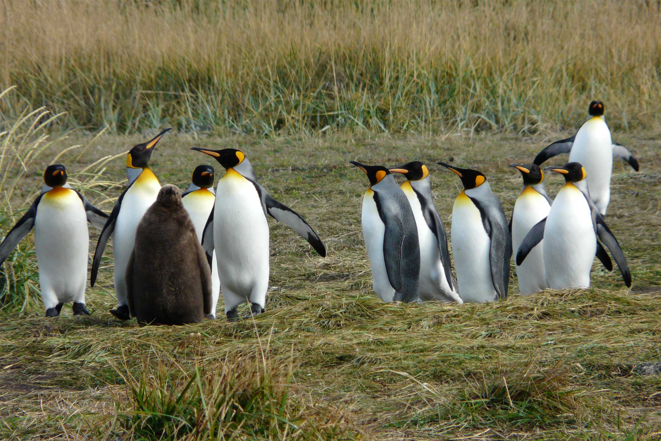 Tierra Del Fuego - Reef And Rainforest Tours