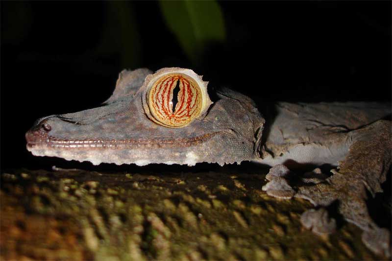 Reef And Rainforest Tours Tailor Made Wildlife Holidays And Small Group