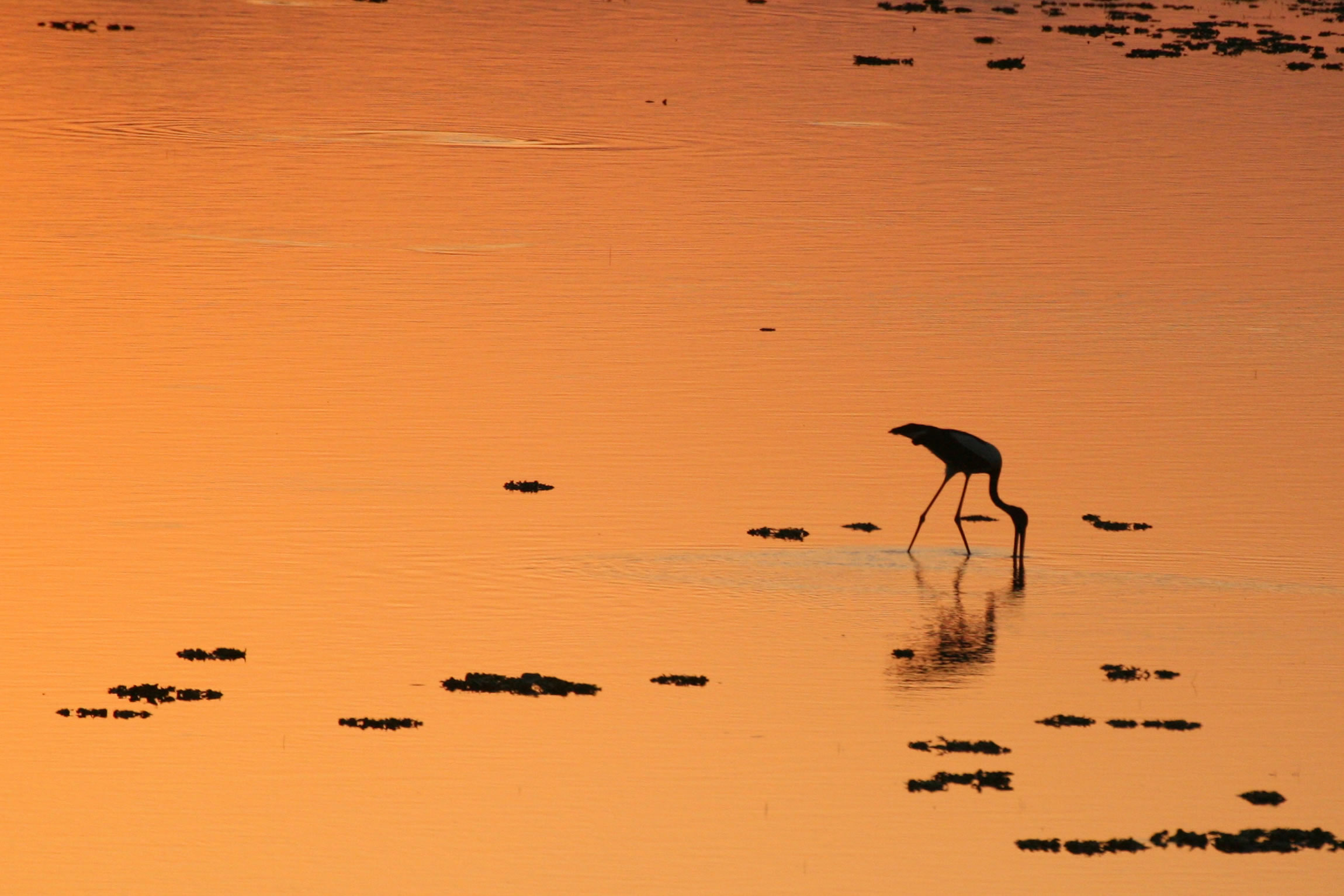 Jamnagar Marine National Park - Reef and Rainforest Tours