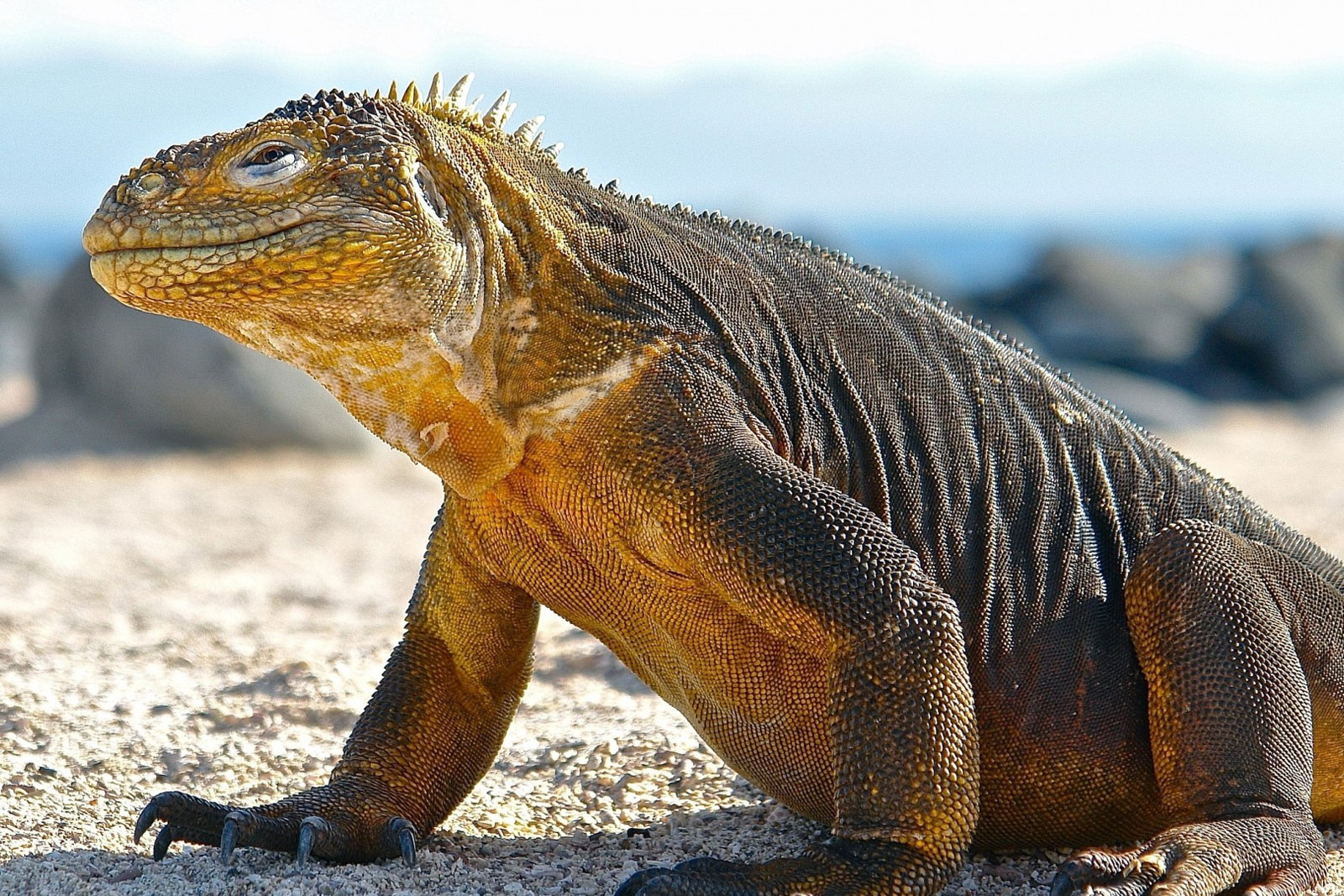 Galapagos Cruises - Reef and Rainforest Tours