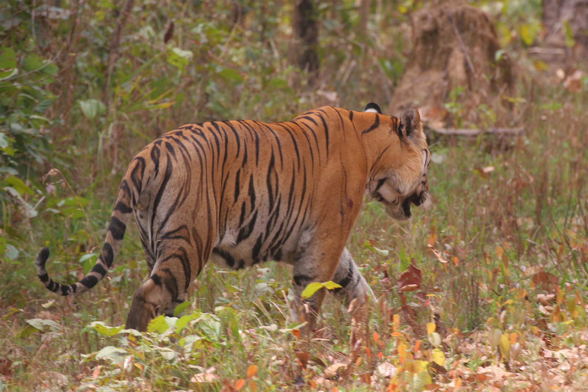 Bandhavgarh National Park - Reef and Rainforest Tours