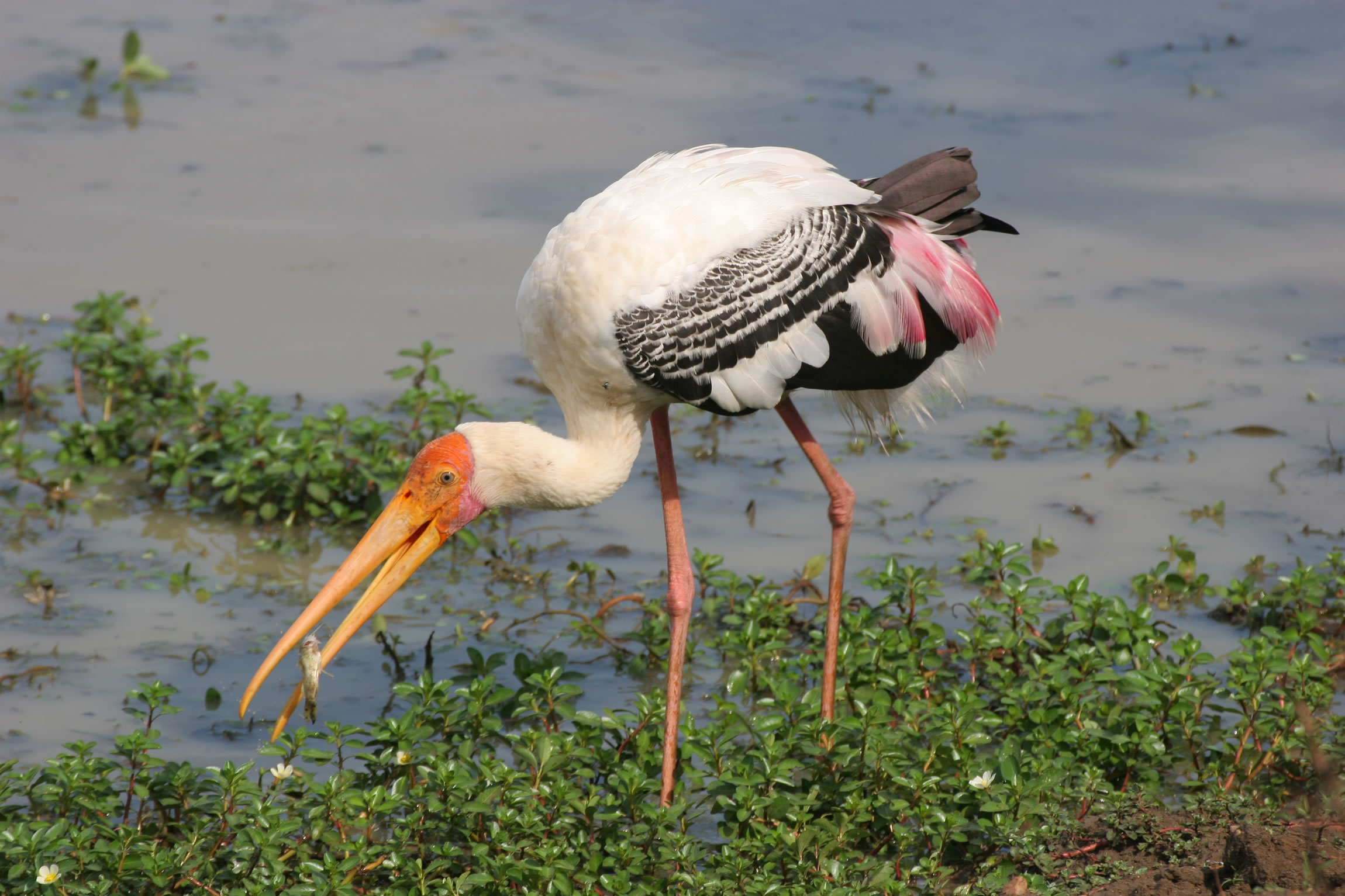 Yala National Park - Reef and Rainforest Tours