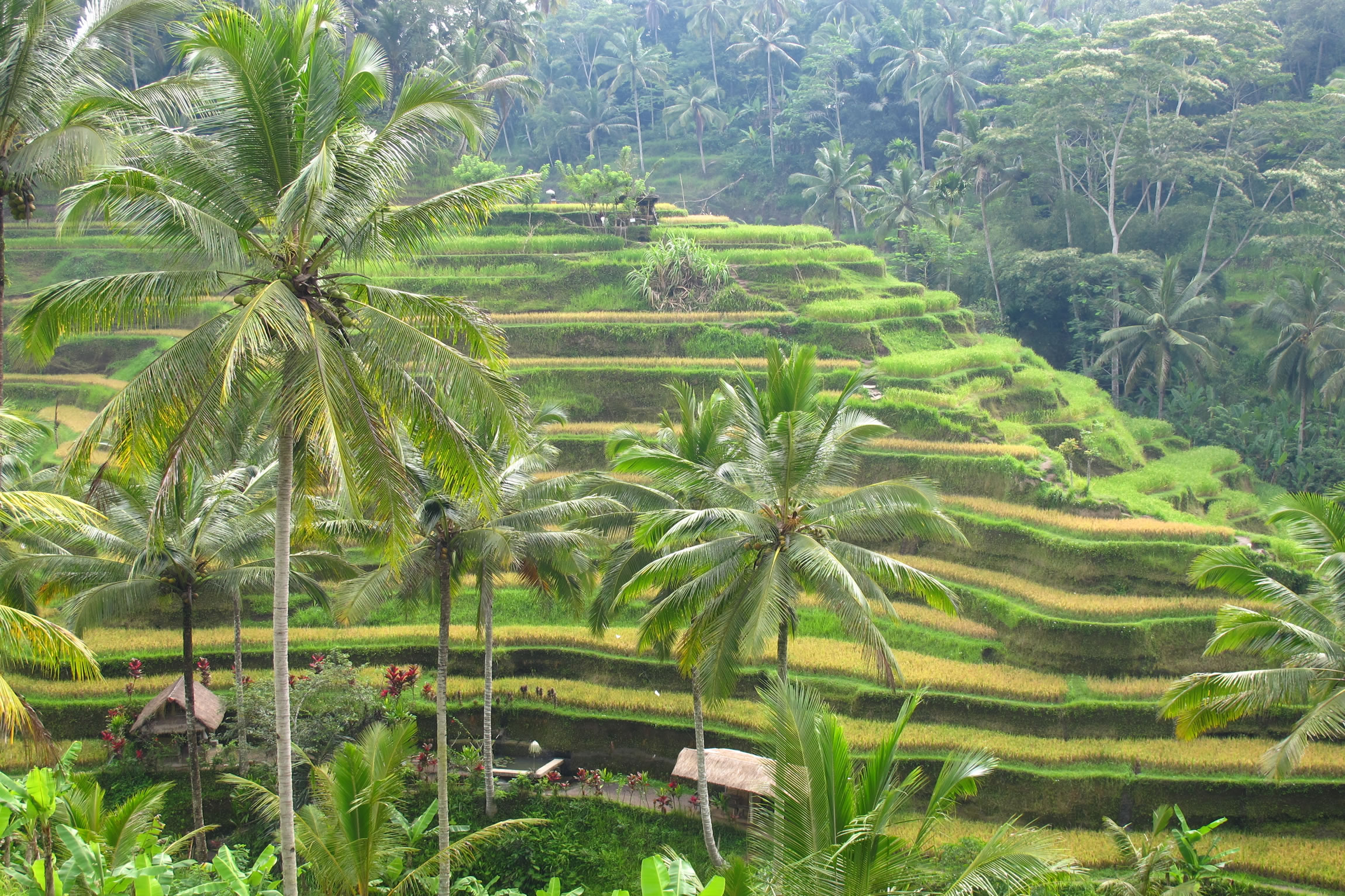 Indonesia Tailor made holidays Bali  Padi  FIelds Reef and 