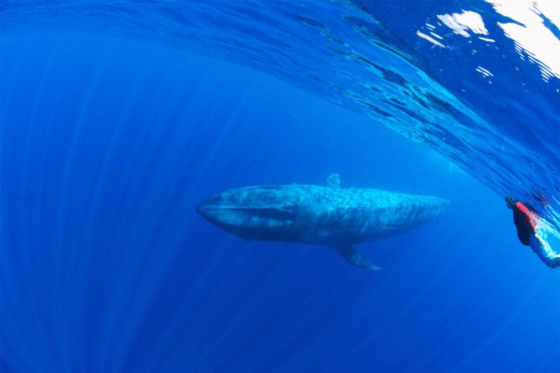 The Blue Whales of Sri Lanka - Reef and Rainforest Tours