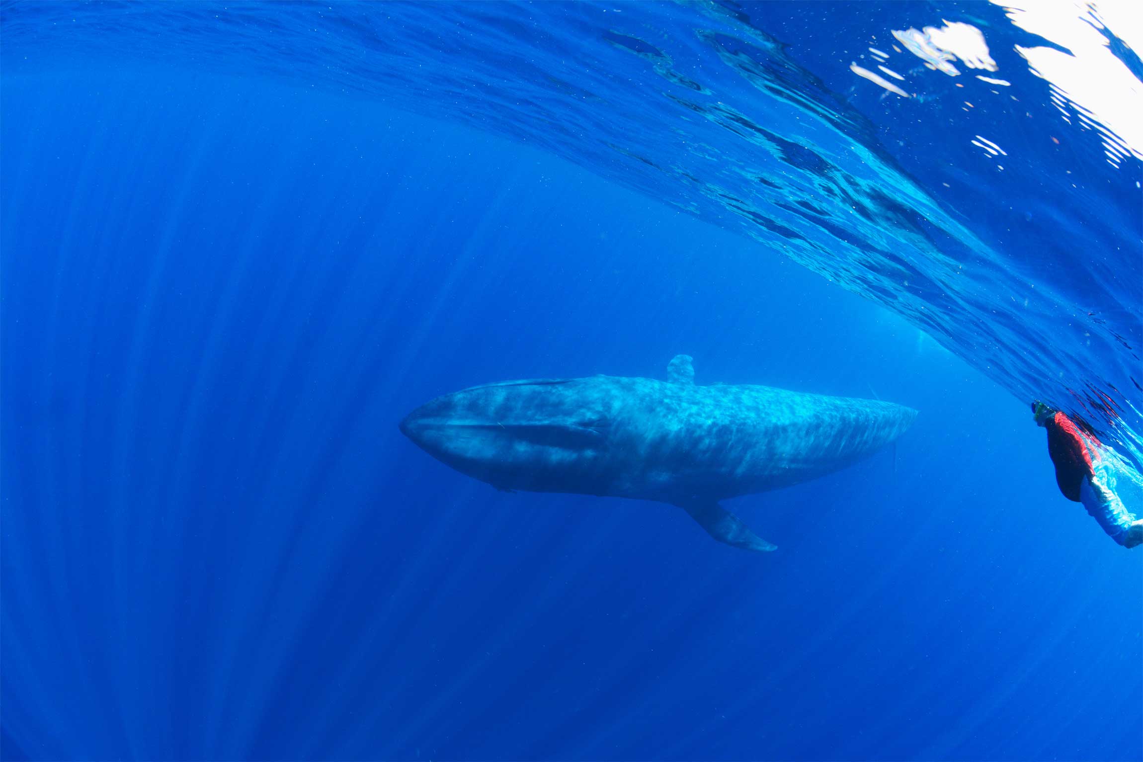 The Blue Whales Of Sri Lanka Reef And Rainforest Tours