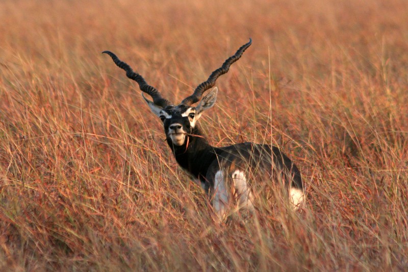 India Wildlife Tours Highlight - Velavadar blackbuck