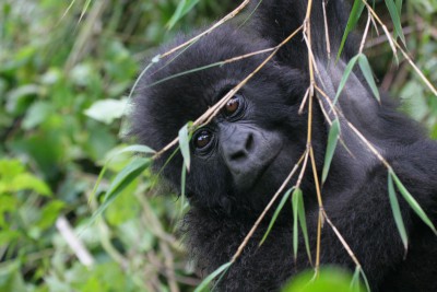 Rwanda-Tailormade-Tour-Itineraries_Gorrilla-Watching