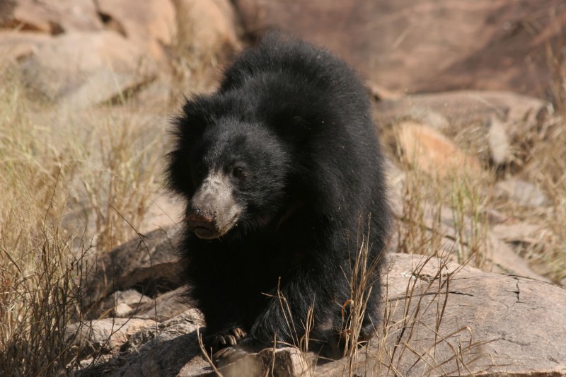 India-Wildlife-Tours-Itinerary-1_Bear