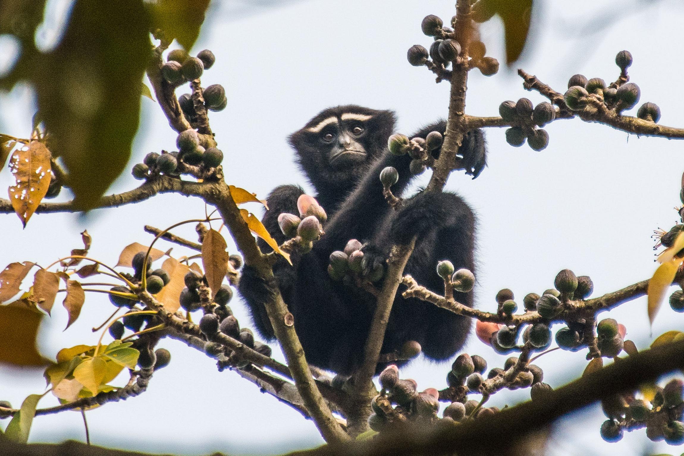 India Wildlife Tours Highlight - A Hoolock gibbon