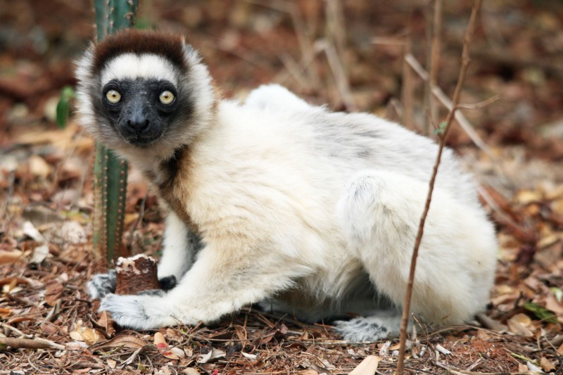 Madagascar-Wildlife-Tours-Berenty-Reserve_Verraux-Sifaka