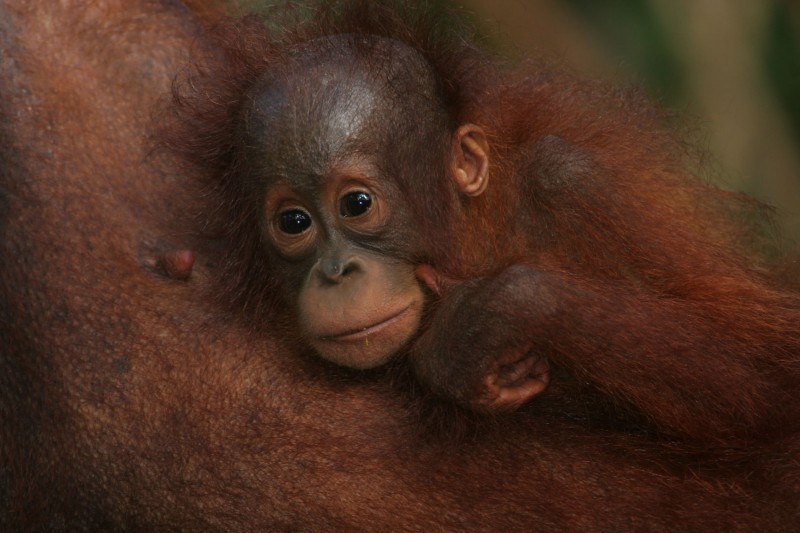 Indonesia-Tailor-made-wildlife-holidays-Itinerary-1_Baby-Orangutan