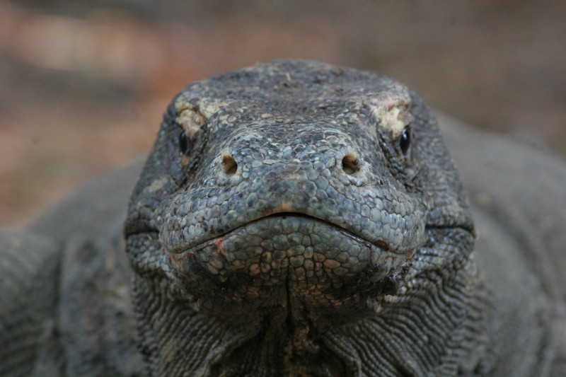 Komodo Dragon