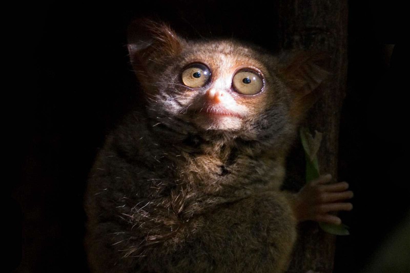 Spectral Tarsier Indonesia