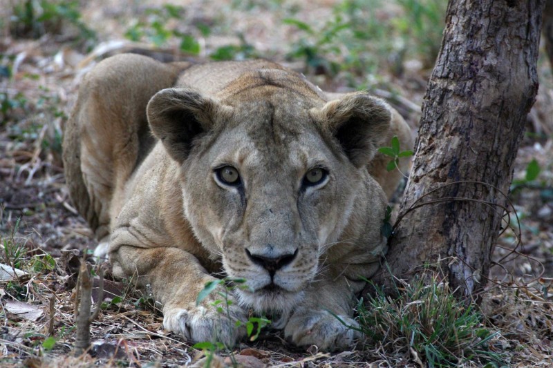 India Wildlife Tours Highlight - Asiatic lioness in Gir National Park