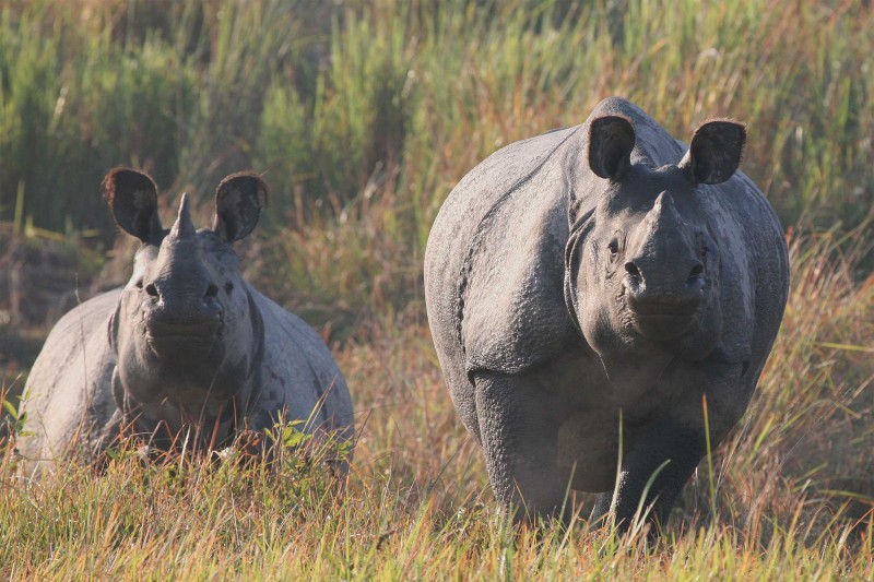 Indian greater one-horned rhinos in Kaziranga