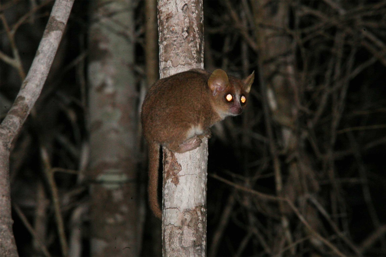 Highlights of Madagascar for the Active and Adventurous - Reef and ...