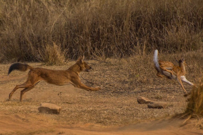 Dhole-chase-for-News-Post