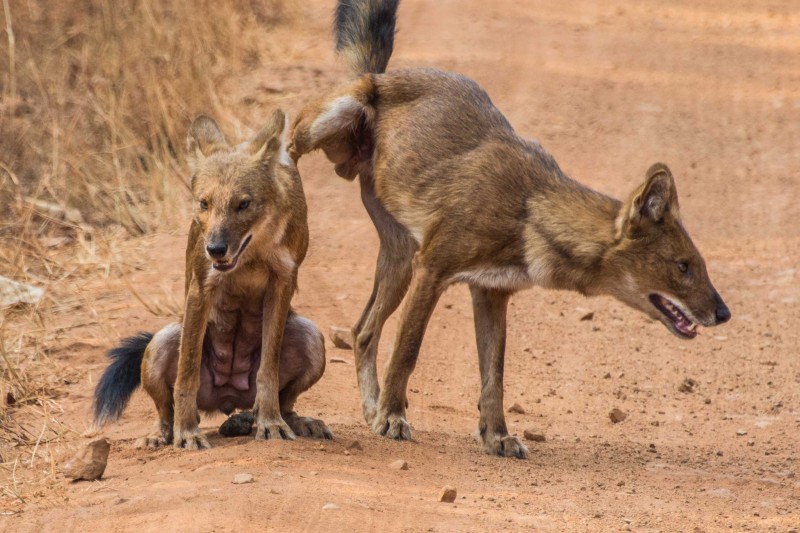 India Wildlife Tours Highlight - Dhole Marking Scent