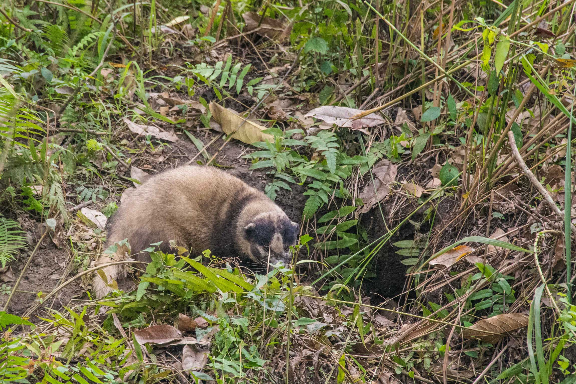 India Wildlife Tours Highlight - A Hog badger