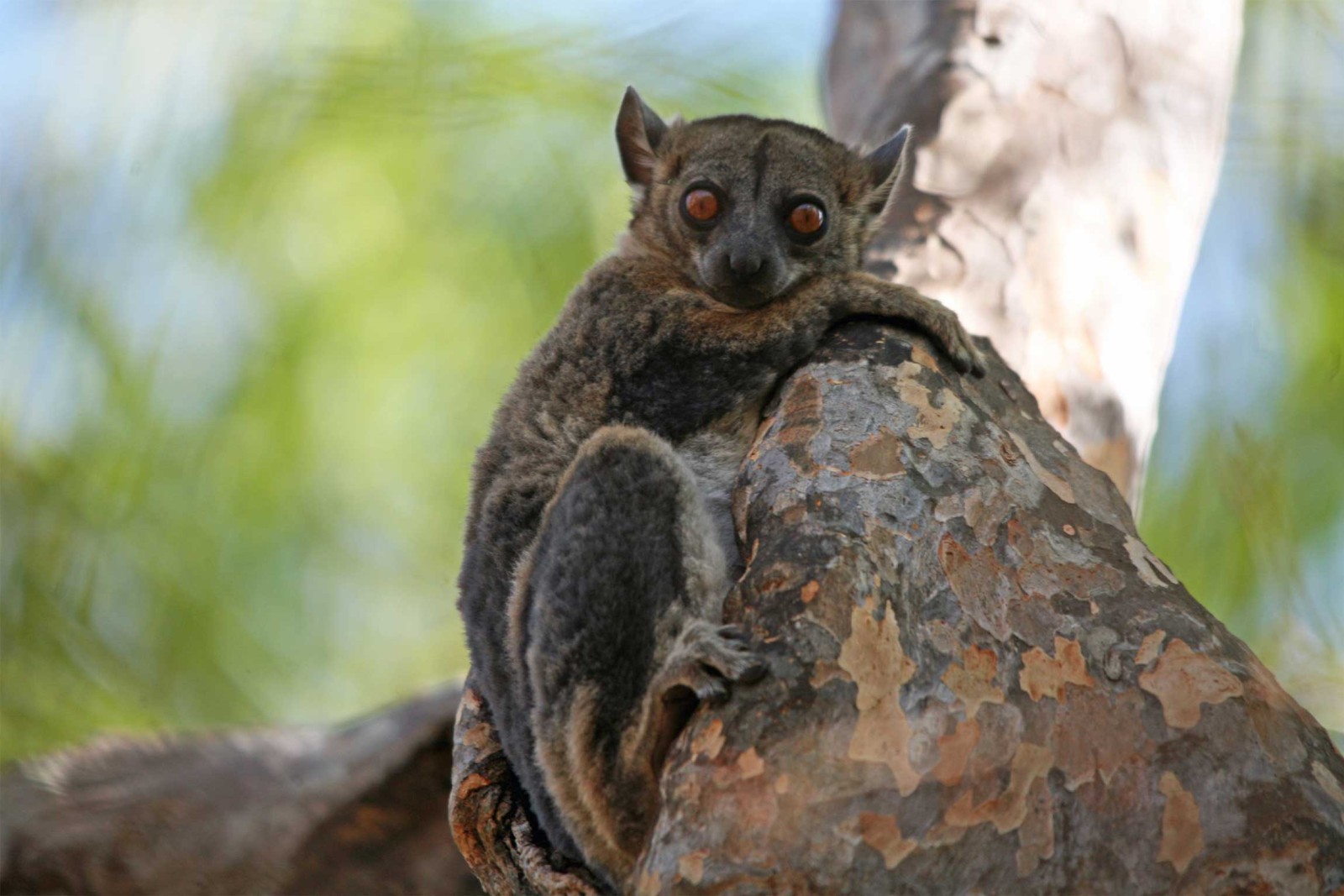 Highlights of Madagascar for the Active and Adventurous - Reef and ...