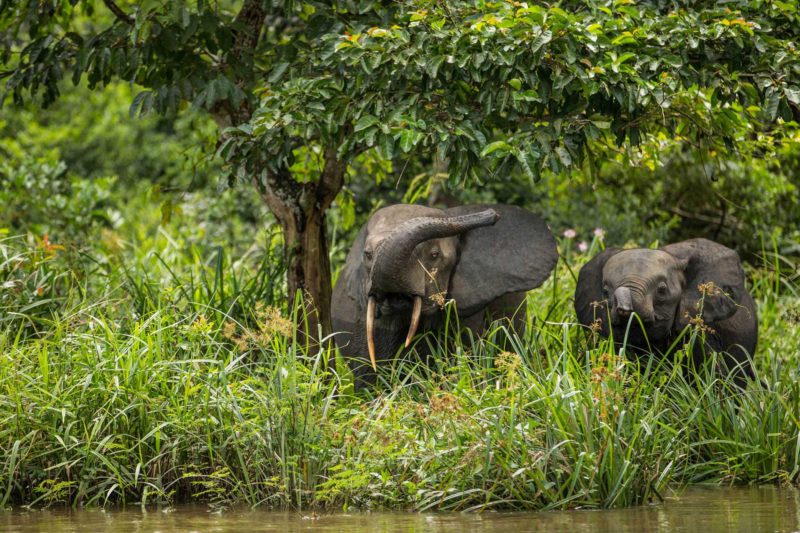 Congo-Wildlife-Tours-Itinerary-1_Odzala-elephants-on-river-1