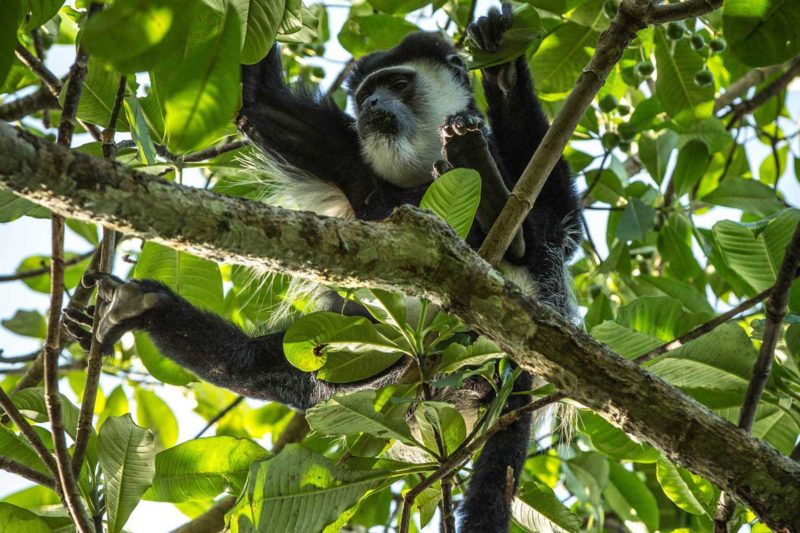 Congo-Wildlife-Tours_Accommodation_Lango--Camp-guereza-colobus