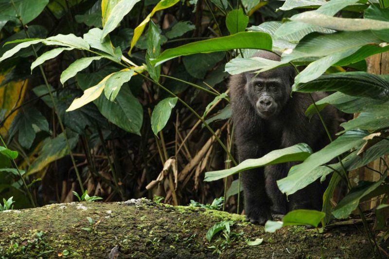 Congo-Wildlife-Tours_Accommodation_Ngaga-Camp-western-lowland-1