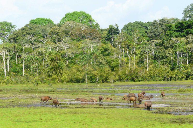 Congo-Wildlife-Tours_Odzala-Kokoua-National-Park