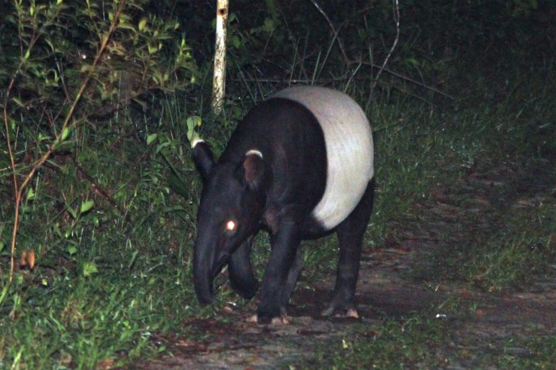 Malayan Tapir