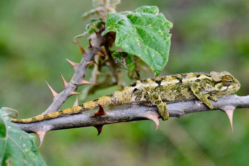 Rwanda-Wildlife-Tours_News_Chameleon