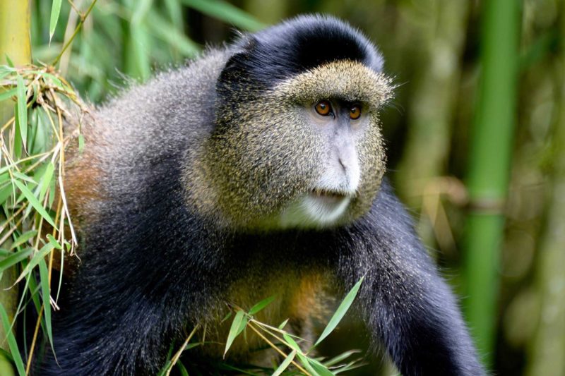 Rwanda-Wildlife-Tours_News_Golden-Monkey