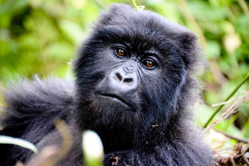 Rwanda-Wildlife-Tours_News_Mountain-Gorilla