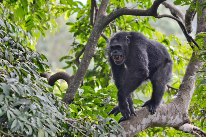 Rwanda-Wildlife-Tours_News_Nyungwe-Chimp